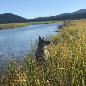 Meet your Posher, Dawna